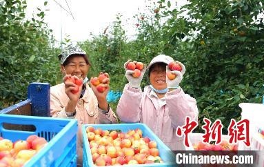 圖為興安盟沙果迎豐收?！】朴仪捌煳麄鞑抗﹫D