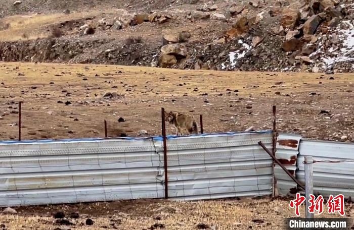 圖為闖入村民家中的野狼?！∨d?？h公安局溫泉派出所供圖