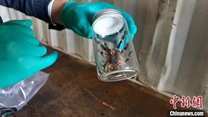 張家港海關(guān)工作人員截獲捕鳥蛛?！⊥踅〕?攝