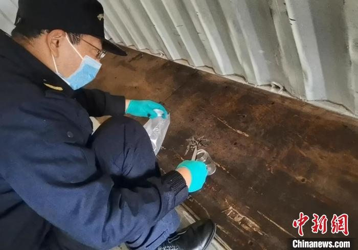 張家港海關(guān)工作人員截獲捕鳥蛛?！⊥踅〕?攝