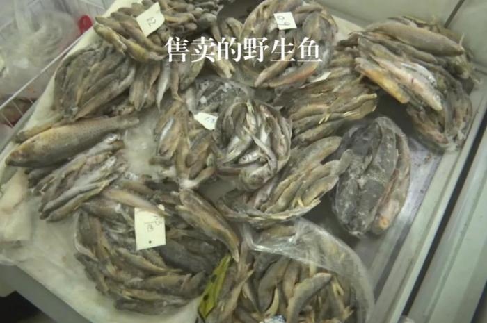 2021年12月6日，督察組現(xiàn)場隨機抽查發(fā)現(xiàn)，保護區(qū)附近餐館仍然存在非法經(jīng)營野生河魚的問題