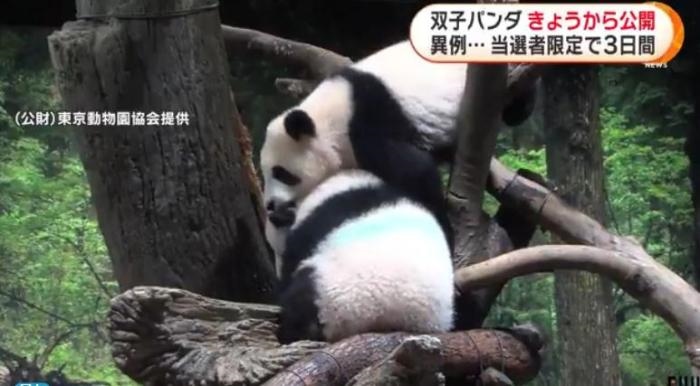 12日，日本東京上野動(dòng)物園的旅日雙胞胎熊貓開(kāi)始同游客見(jiàn)面。(圖片來(lái)源：日本富士電視臺(tái)視頻截圖)
