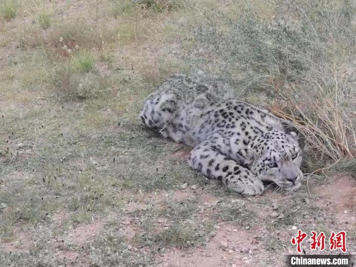 圖為在四子王旗發(fā)現(xiàn)的雪豹(資料圖)?！∷淖油跗炀焦﹫D