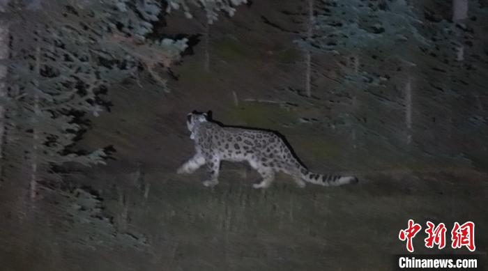 圖為被放歸自然的雪豹(資料圖)?！?nèi)蒙古林草局供圖。