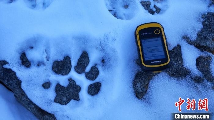 圖為疑似放歸雪豹的足跡(資料圖)?！?nèi)蒙古賀蘭山國家級自然保護區(qū)供圖