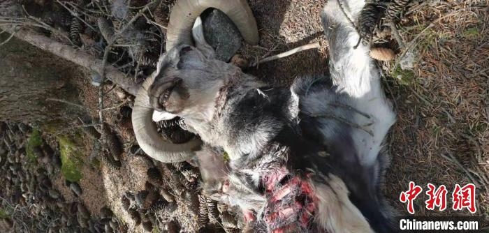 圖為疑似雪豹捕食巖羊的殘骸(資料圖)?！?nèi)蒙古賀蘭山國家級自然保護區(qū)供圖