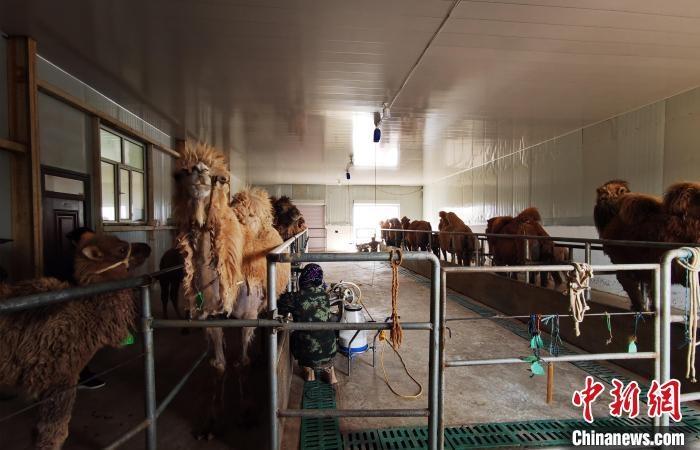 圖為共人正在給駱駝擠奶?！⊥蹰L梅 攝