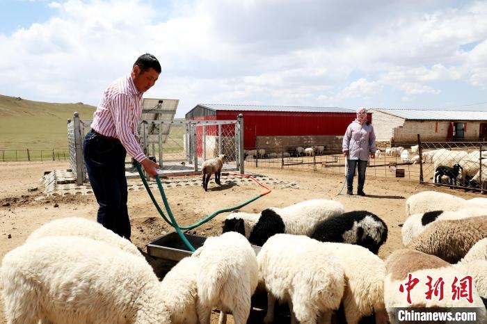 圖為圖門達(dá)來在喂羊?！埵鹧?攝