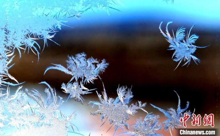 玉樹瓊枝盈滿窗?！O書程 攝