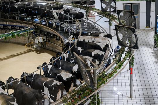 1731315530450800.jpg 2fab_17880_eff_thumb_1d12431a-c96d-4b3d-aad1-7b7bf30110a6.jpg