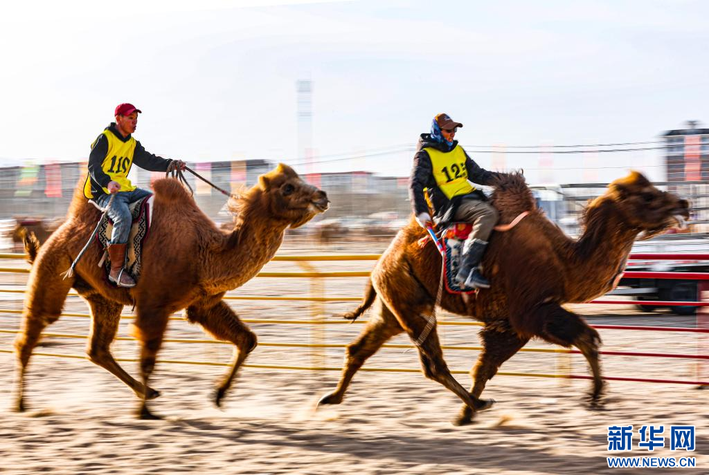 3月7日，賽駝手在6000米成年駱駝場地速度賽比賽中.jpg