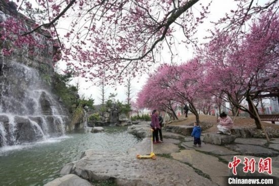 2月23日，市民在乾藝梅園景區(qū)觀賞綻放的梅花。陳興輝 攝