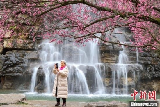 2月23日，市民在乾藝梅園景區(qū)拍攝綻放的梅花。瞿宏倫 攝