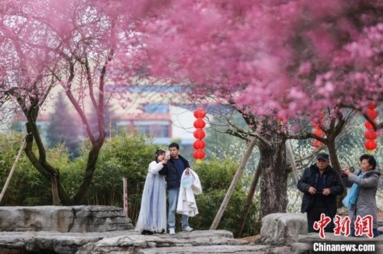 2月23日，市民在乾藝梅園景區(qū)觀賞綻放的梅花。瞿宏倫 攝