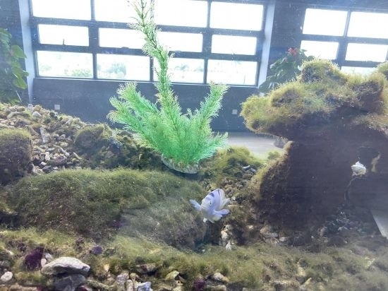 圖為寶鋼湛江鋼鐵水控中心，觀賞海魚在鋼渣漁礁里游動