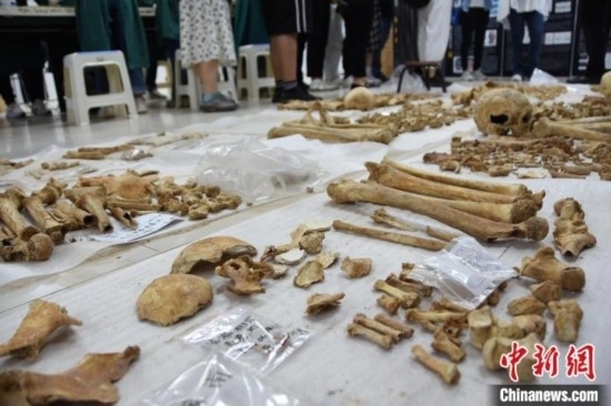 圖為已清理完畢的骨骼標(biāo)本。王宇 攝