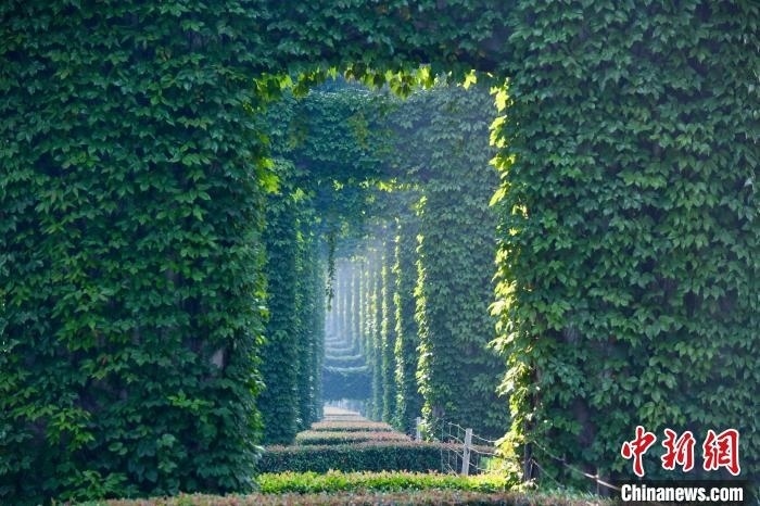 成都二環(huán)高架橋墩被植被爬滿，形成“綠野仙蹤”景觀?！埨?攝