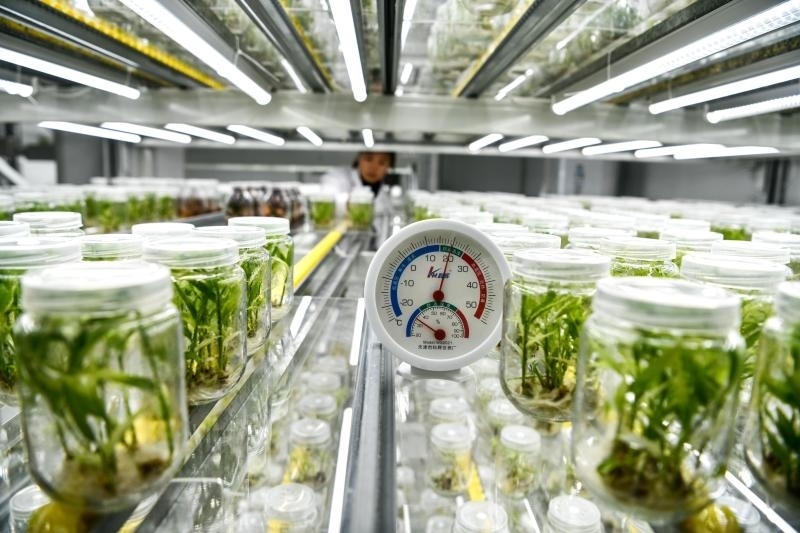 工作人員在貴陽市開陽縣南江蔬菜良種繁育中心的組培中心查看姜苗生長情況（2023年5月23日攝）。新華社記者 楊文斌 攝
