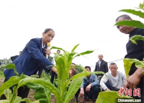 “鄉(xiāng)村學(xué)堂”田間現(xiàn)場(chǎng)教學(xué)。(資料圖) 唐濤華 攝