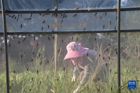 6月21日，山東省樂陵市西段鄉(xiāng)岔河村東亞飛蝗養(yǎng)殖基地的螞蚱養(yǎng)殖戶在割草。新華社記者 范長國 攝