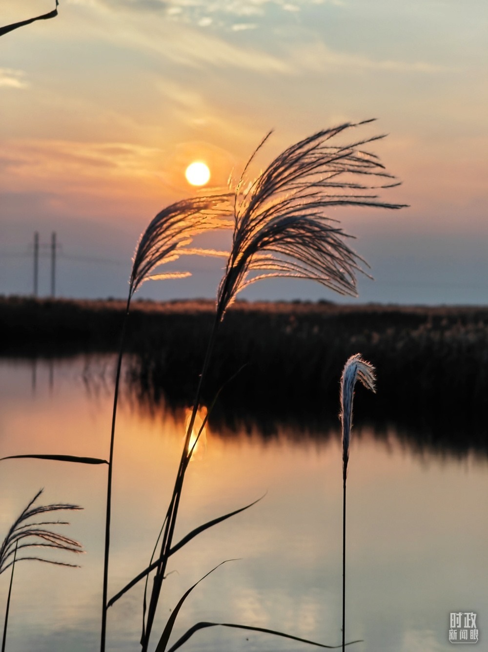 2021年10月，習(xí)近平赴山東東營考察黃河入?？?。黃河三角洲濕地，蘆葦飄蕩。（總臺央視記者彭漢明拍攝）
