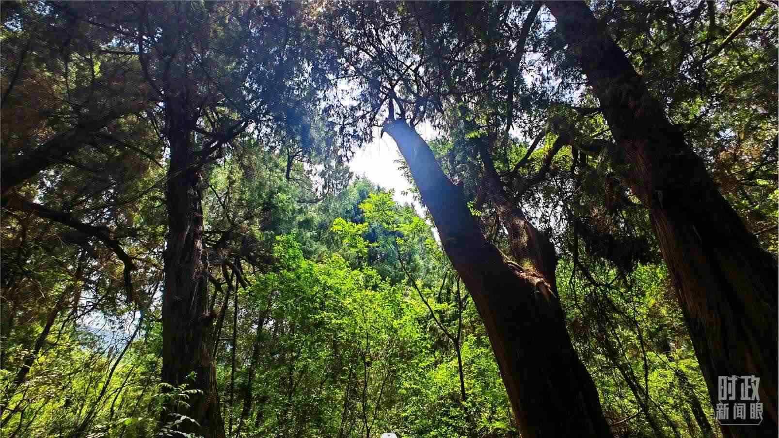 △翠云廊內(nèi)，古柏郁郁蔥蔥。（總臺央視記者程鋮拍攝）