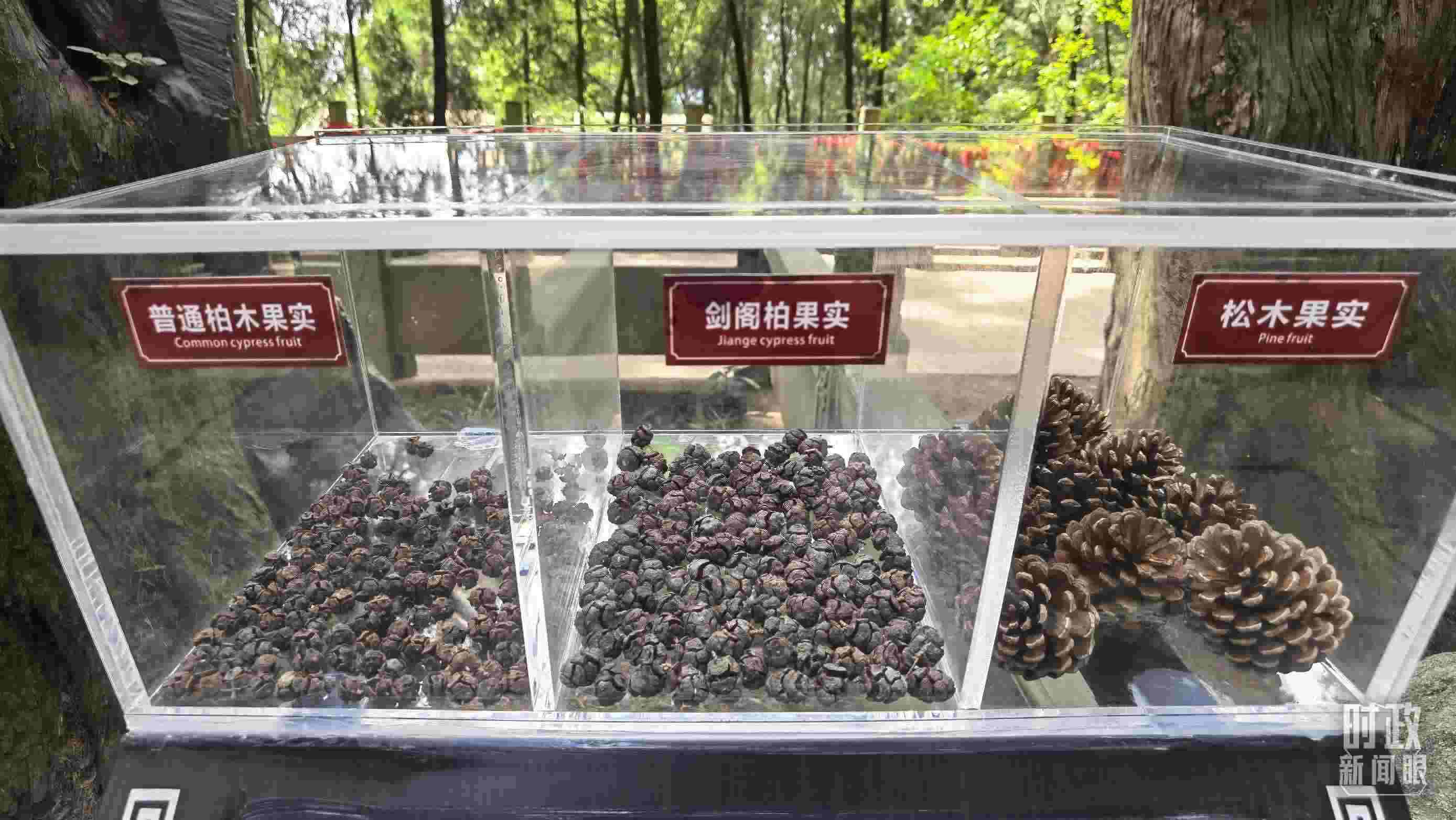 △翠云廊古蜀道，現(xiàn)場陳列的柏木和松木果實(shí)。（總臺央視記者石丞拍攝）