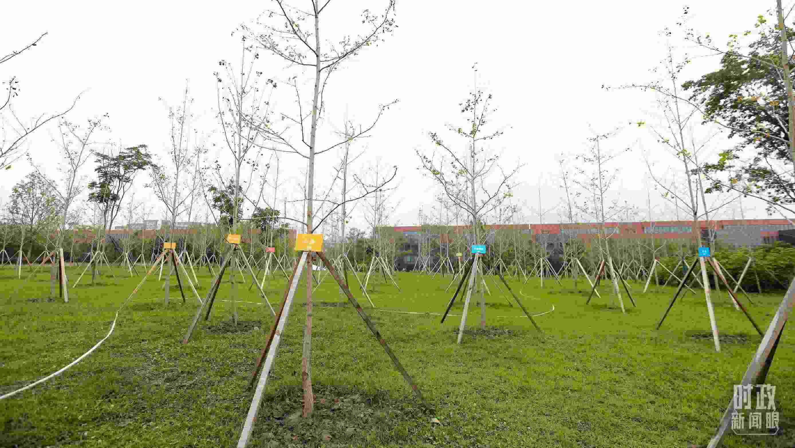 成都大運村內(nèi)專門種植了友誼林，各國代表團都可認領(lǐng)。