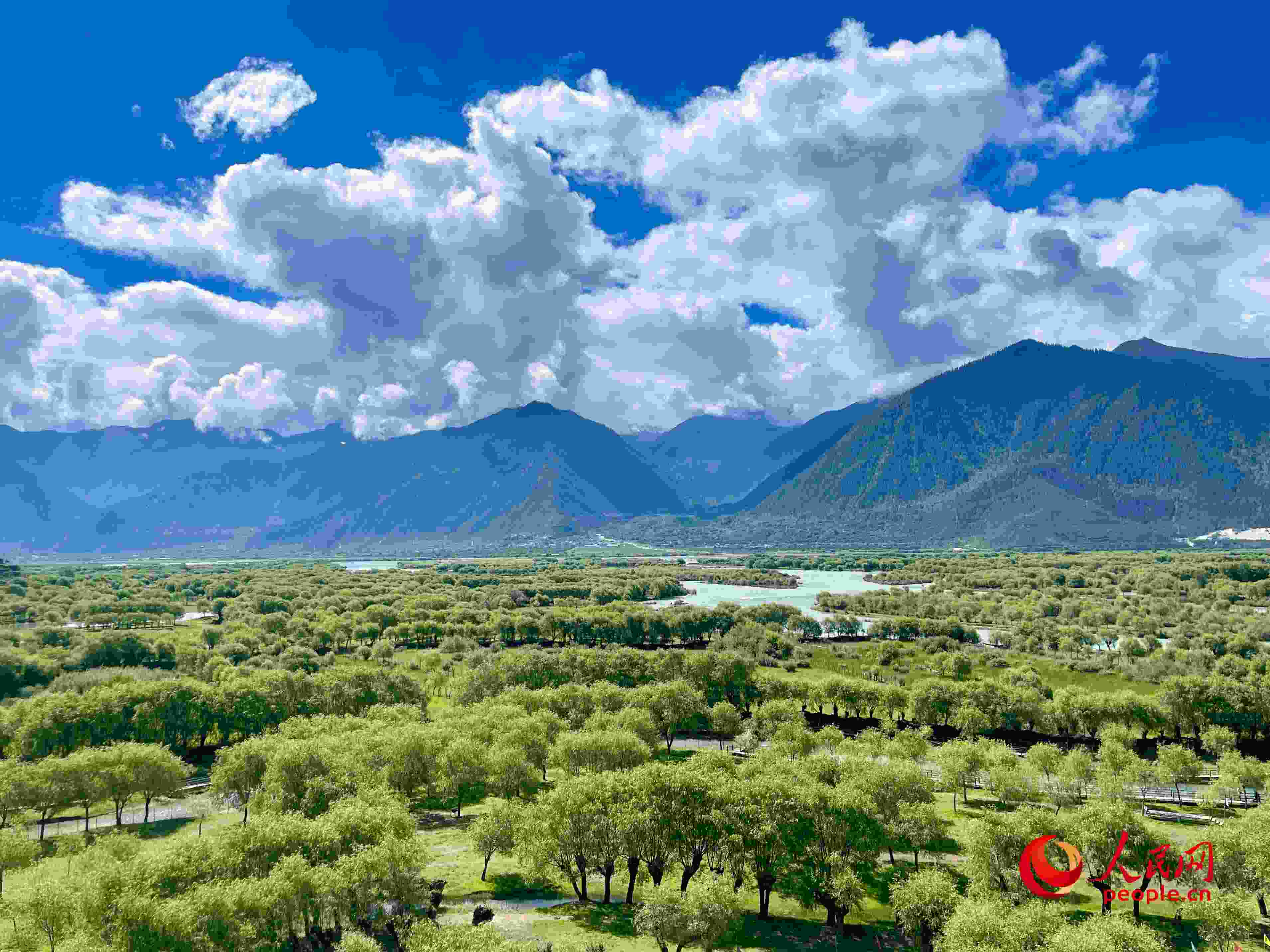 夏日的雅尼國(guó)家濕地公園生機(jī)盎然，如詩(shī)如畫(huà)。人民網(wǎng) 周靜圓攝