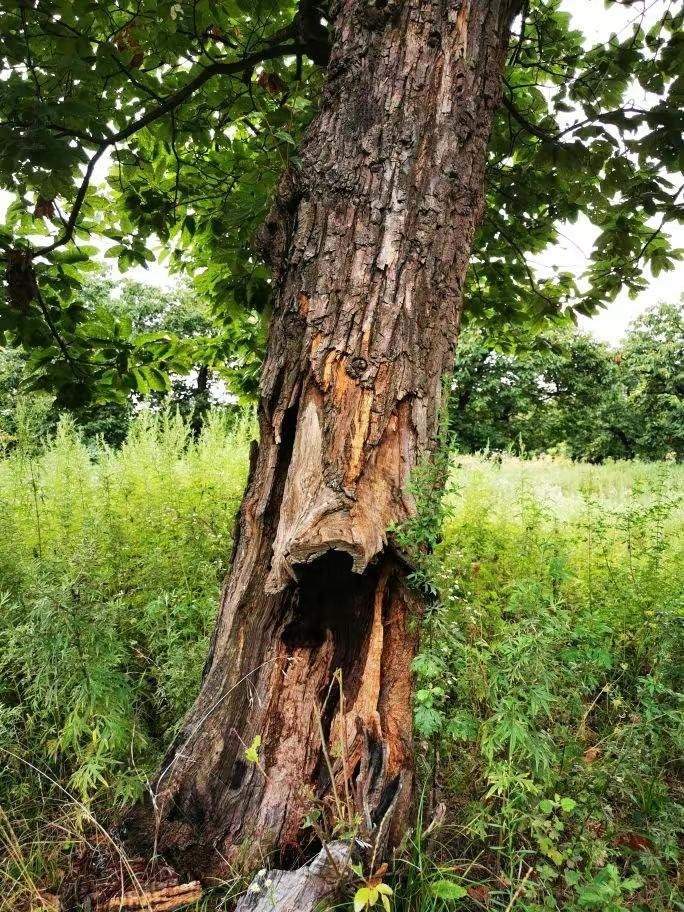 圖為2021年10月拍攝的秦嶺北麓百年板栗古樹遭破壞情況。人民網(wǎng)記者 吳超攝