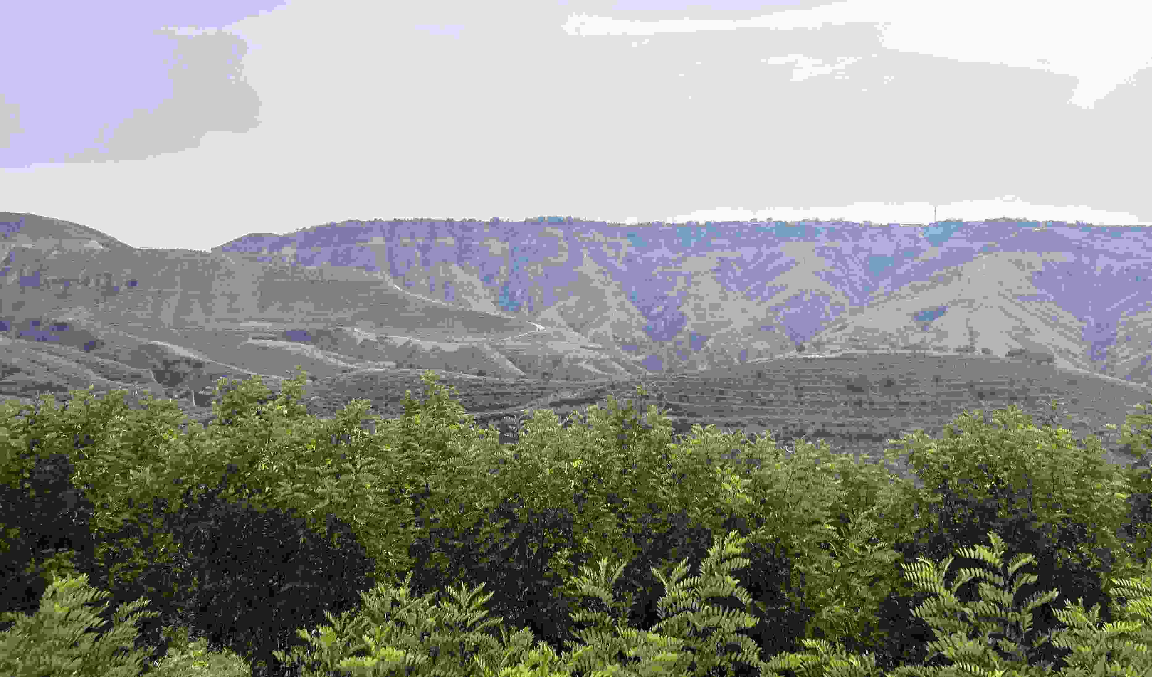 吳堡縣沿黃生態(tài)林。人民網(wǎng)記者 王連香攝