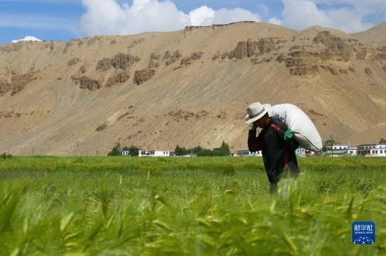 8月12日，西藏阿里地區(qū)普蘭縣赤德村村民在青稞田里勞作。