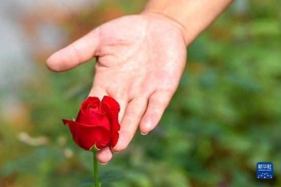 8月17日，吉林省德惠市朱城子鎮(zhèn)沿河村程雪家庭農(nóng)場(chǎng)的負(fù)責(zé)人楊雪在查看玫瑰花長(zhǎng)勢(shì)。新華社記者 張楠 攝