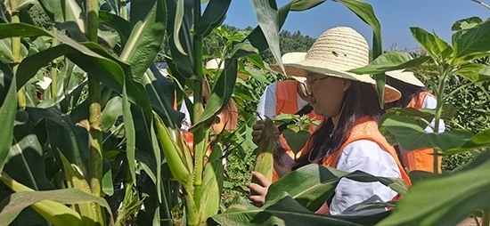 北京工商大學(xué)組織學(xué)生開展暑期社會實踐。學(xué)校供圖