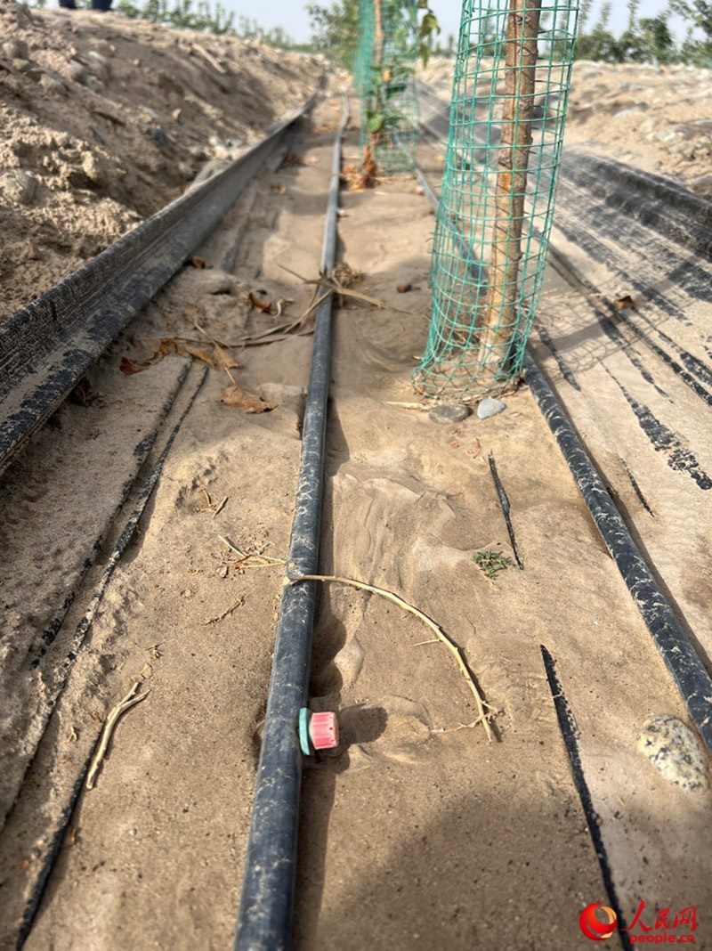 水肥一體化滴灌技術，可極大節(jié)約用水量。人民網記者 常雪梅攝