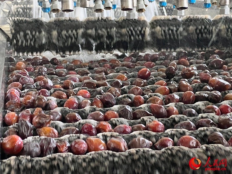 清洗西梅。人民網(wǎng)記者 常雪梅攝