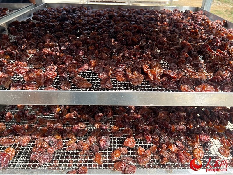 晾曬西梅。人民網(wǎng)記者 常雪梅攝