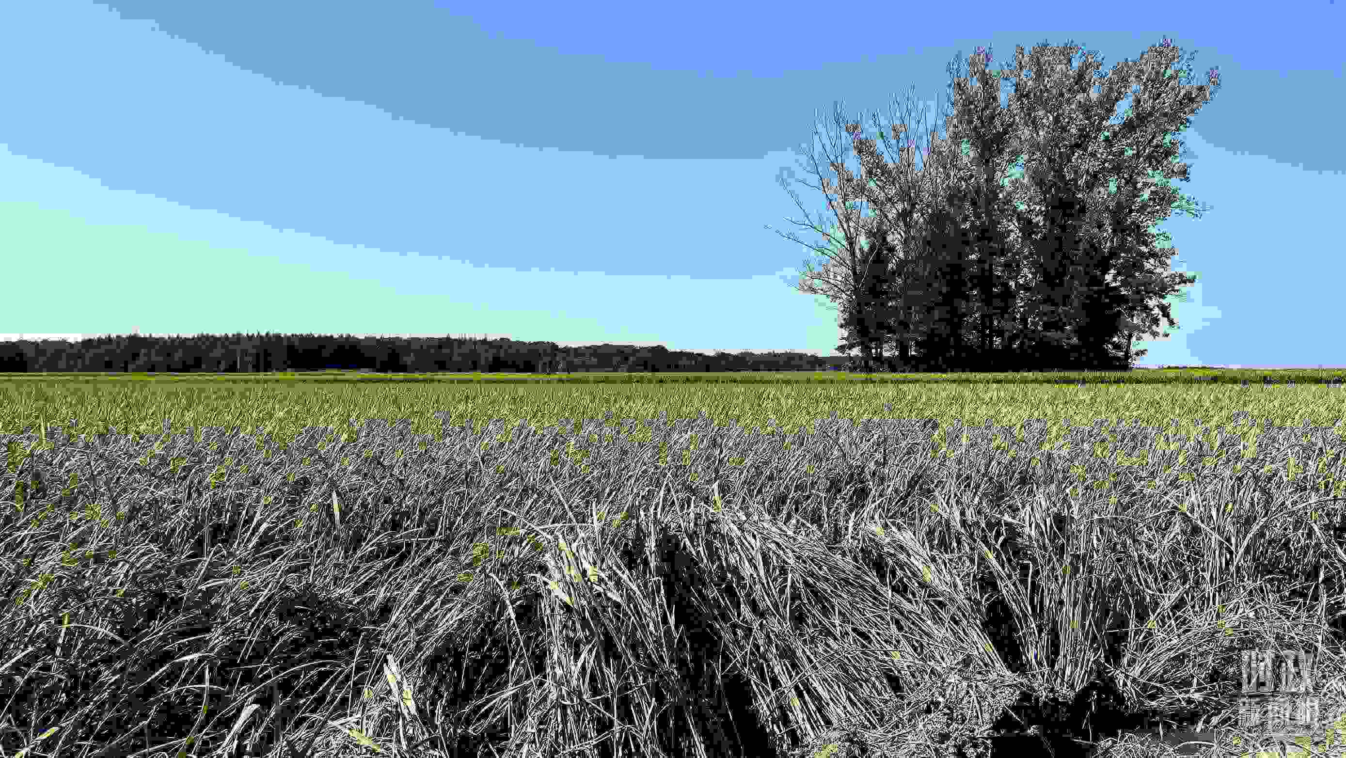 △龍王廟村遭受洪澇災害的農田。（總臺央視記者邢彬拍攝）