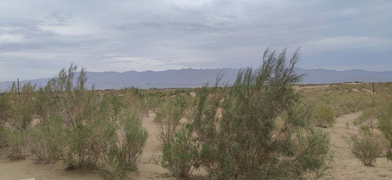 曾經(jīng)的荒漠現(xiàn)已被大面積梭梭林覆蓋。張璐璐 攝