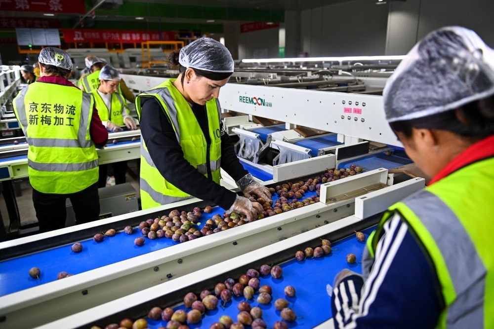 在新疆伽師縣粵伽新梅產(chǎn)業(yè)園內(nèi)的京東物流新疆智能供應(yīng)鏈中心，員工在智能分揀線檢查分選好的新梅（2023年8月30日攝）。新華社記者 丁磊 攝