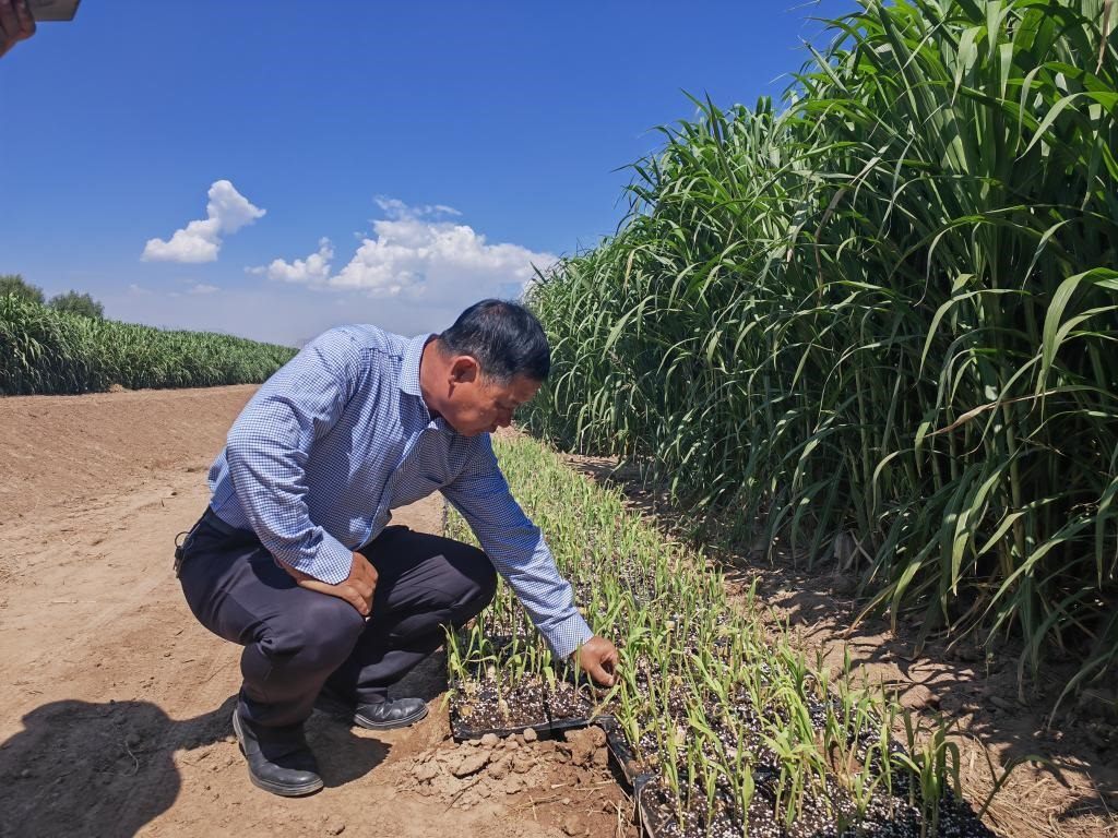 高級農(nóng)藝師周興德向記者介紹巨菌草幼苗（2023年9月1日攝）。新華社記者馬麗娟 攝