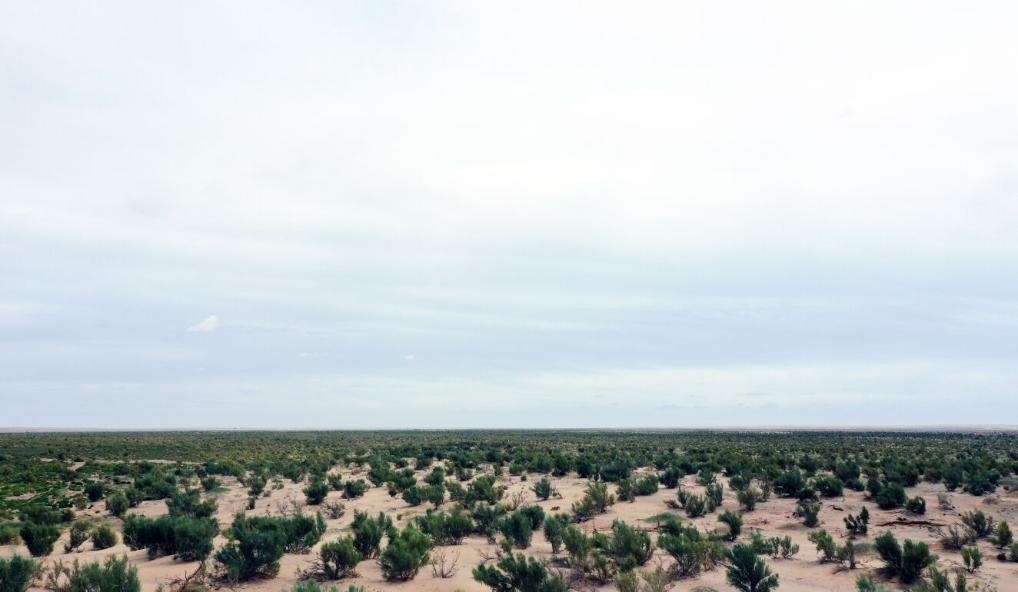 經(jīng)過封禁保護和人工種植梭梭后恢復(fù)綠色的草場（2023年9月12日攝）。新華社記者李云平 攝