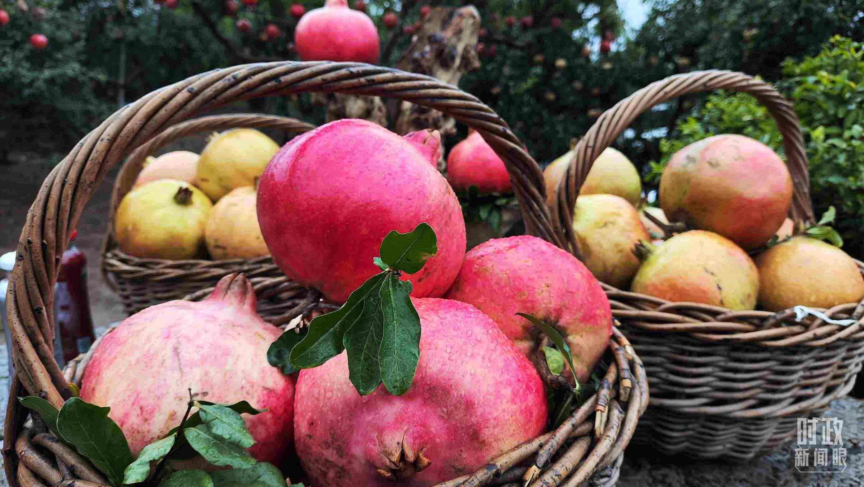 △種植園內(nèi)新鮮采摘的石榴。（總臺(tái)央視記者鐘信偉拍攝）