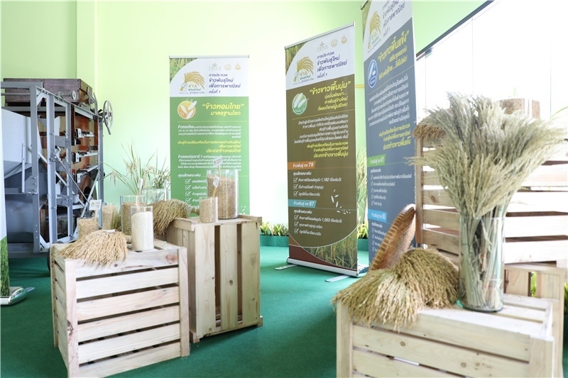 圖為泰國農業(yè)與合作社部培育的優(yōu)質稻種。泰國商務部供圖