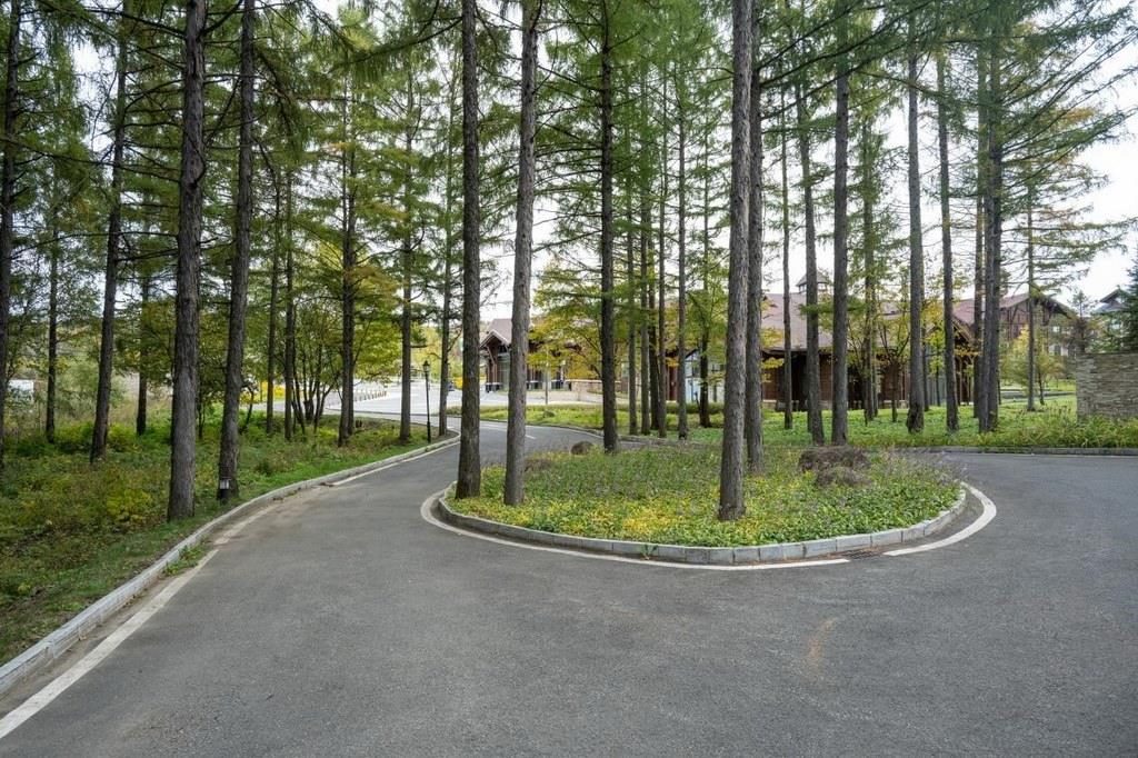 園區(qū)里“路讓樹”成為行為準則。王哲攝