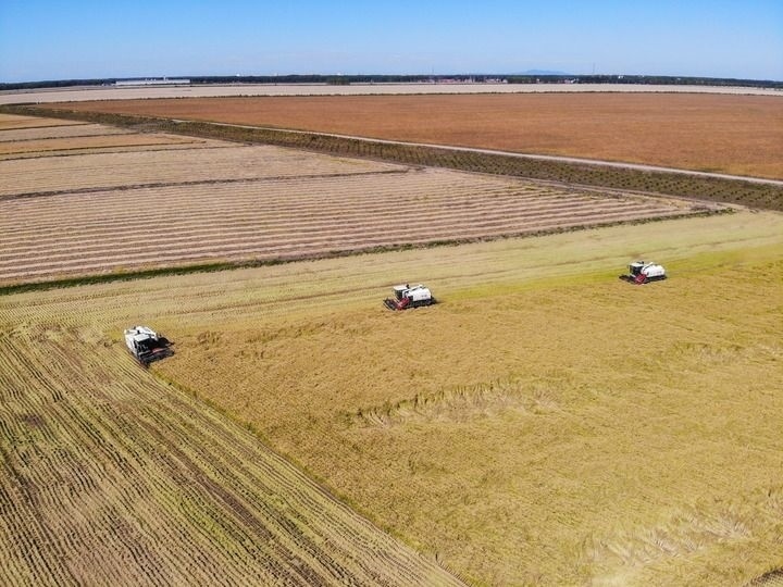 這是在位于黑龍江雙鴨山市友誼縣的北大荒農(nóng)業(yè)股份有限公司友誼分公司一地塊拍攝的水稻收獲現(xiàn)場（2023年9月21日攝，無人機照片）。新華社記者 王松 攝