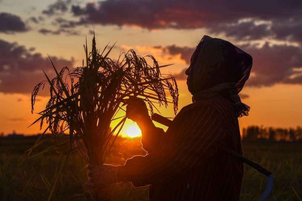 農(nóng)民在吉林省吉林市永吉縣萬昌鎮(zhèn)花家村收割水稻（2023年9月12日攝）。新華社記者 張楠 攝