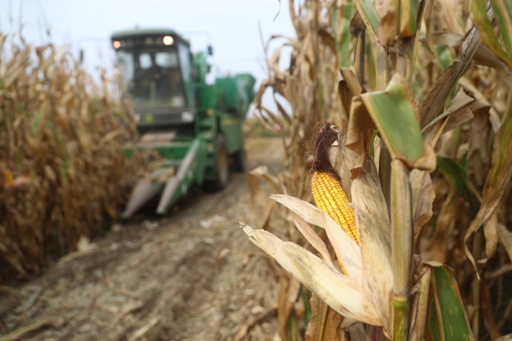 在遼寧省鐵嶺縣蔡牛鎮(zhèn)玉米田里，農(nóng)民駕駛農(nóng)機收割玉米（2023年9月26日攝）。新華社記者 楊青 攝