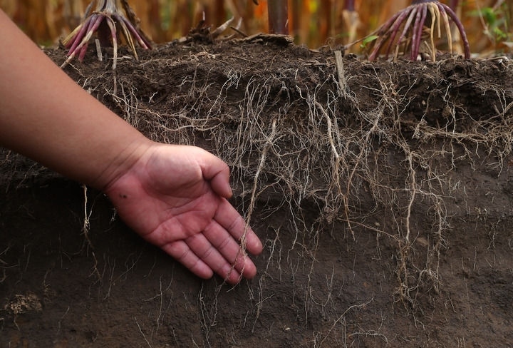在遼寧省鐵嶺縣蔡牛鎮(zhèn)，張莊玉米合作社的農(nóng)民向外地農(nóng)民介紹黑土地保護和玉米秸稈還田情況（2023年9月26日攝）。新華社記者 楊青 攝