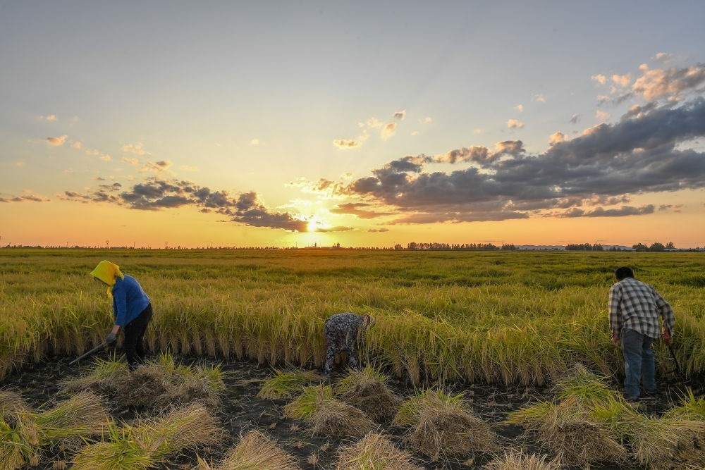 農(nóng)民在吉林省吉林市永吉縣萬昌鎮(zhèn)花家村收割水稻（2023年9月12日攝）。新華社記者 張楠 攝
